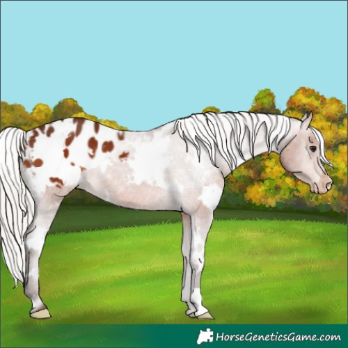 Horse Color:White Spotted Silver Brown Blanket Rabicano