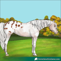 Horse Color:White Spotted Silver Brown Appaloosa Rabicano