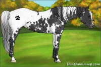 Horse Color:White Spotted Black Snowcap 