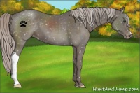 Horse Color:Silver Black Appaloosa 