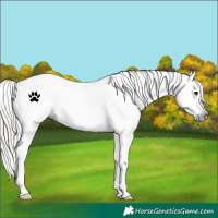 Horse Color:Gray White Spotted Silver Brown Roan Snowcap 