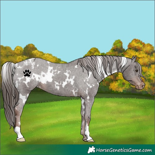 Horse Color:White Spotted Liver Chestnut Appaloosa 