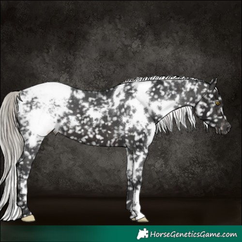 Horse Color:Gray White Spotted Silver Brown Snowflake Varnish