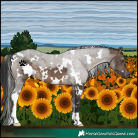 Horse Color:White Spotted Brown Dun