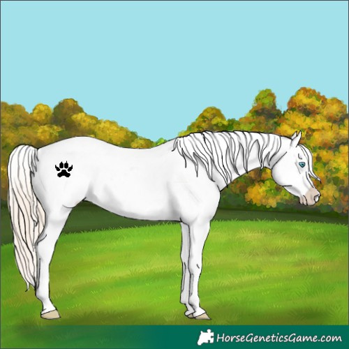 Horse Color:Chocolate Palomino Pearl Dun Appaloosa 