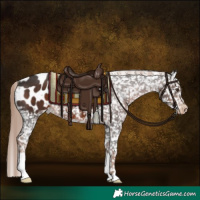 Horse Color:Liver Chestnut Appaloosa