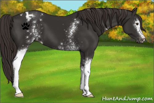 Horse Color:White Spotted Liver Chestnut Appaloosa 