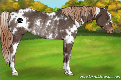Horse Color:White Spotted Liver Chestnut Varnish Rabicano
