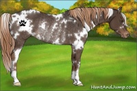 Horse Color:White Spotted Liver Chestnut Varnish Rabicano 