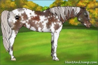 Horse Color:White Spotted Silver Brown Appaloosa