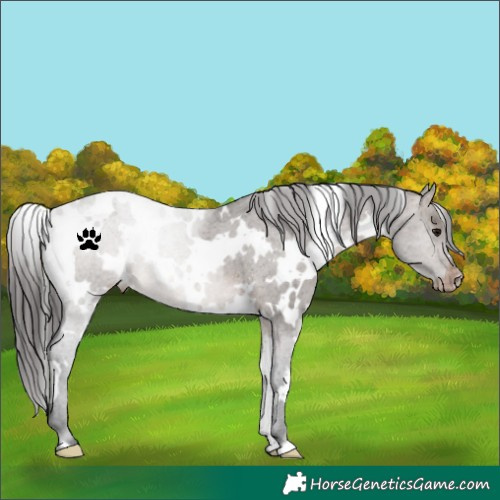 Horse Color:White Spotted Brown Dun Appaloosa 