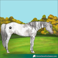 Horse Color:White Spotted Brown Dun Appaloosa 