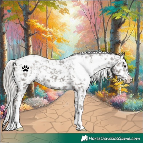 Horse Color:White Spotted Silver Black Appaloosa 