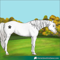 Horse Color:Silver Black Snowflake Varnish