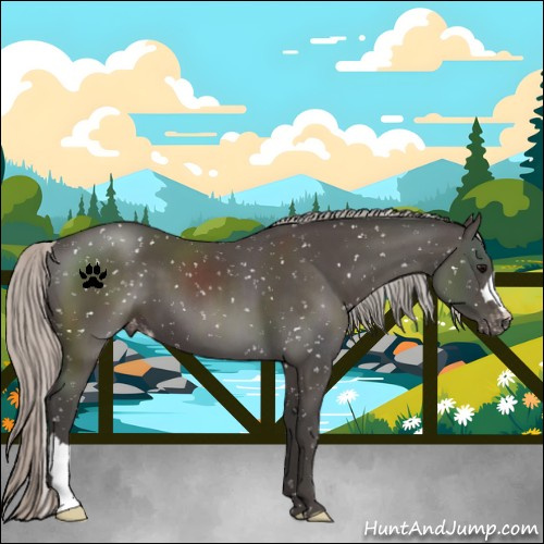 Horse Color:Silver Black Snowflake Varnish