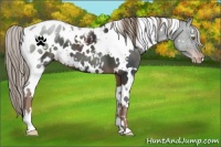 Horse Color:White Spotted Liver Chestnut Blanket