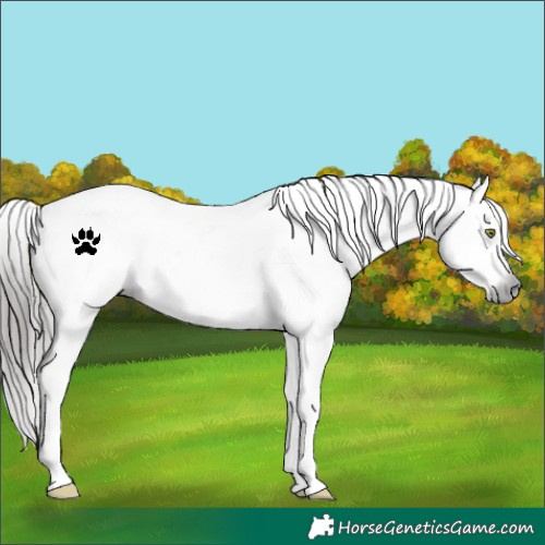Horse Color:Gray White Spotted Liver Chestnut Appaloosa 