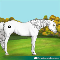 Horse Color:Gray White Spotted Liver Chestnut Snowflake Varnish 