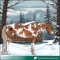 Horse Color:White Spotted Chestnut 