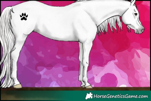 Horse Color:Gray White Spotted Silver Bay Appaloosa 