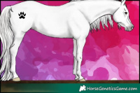 Horse Color:Gray White Spotted Silver Bay Appaloosa 