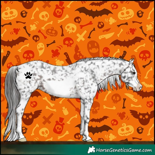 Horse Color:White Spotted Brown Frame Appaloosa 