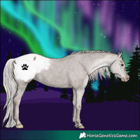 Horse Color:Silver Blue Roan Snowcap 