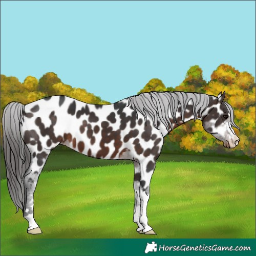 Horse Color:Brown Appaloosa 