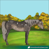 Horse Color:White Spotted Silver Smoky Black