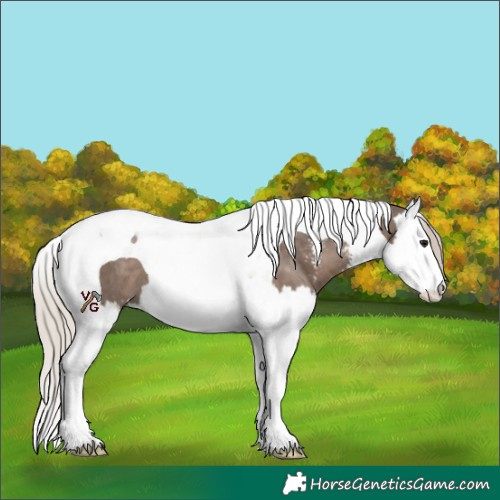 Horse Color:Silver Black Sabino Splash Tobiano