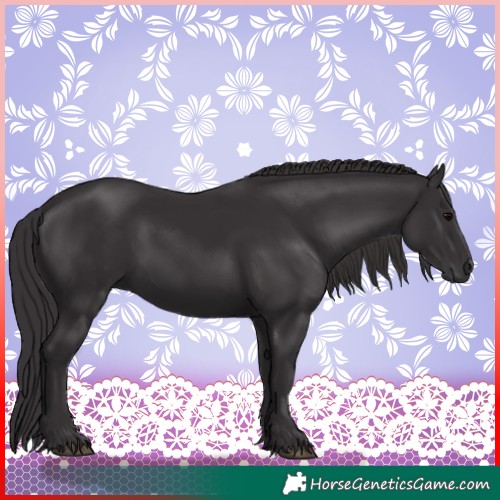 Horse Color:Smoky Black