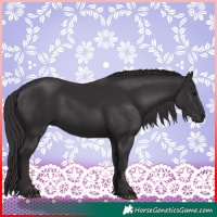Horse Color:Smoky Black 