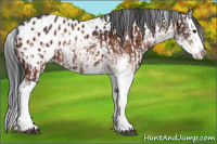 Horse Color:Brown Sabino Splash Appaloosa and Bay Sabino Splash Appaloosa