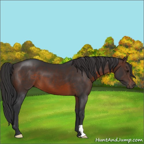 Horse Color:Brown 