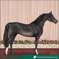 Horse Color:Smoky Black