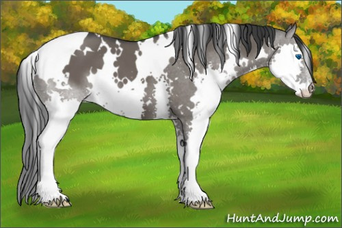 Horse Color:White Spotted Grullo Splash 
