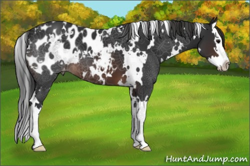 Horse Color:White Spotted Brown Splash Appaloosa 