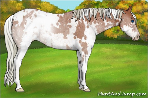Horse Color:White Spotted Silver Grullo Splash Appaloosa 