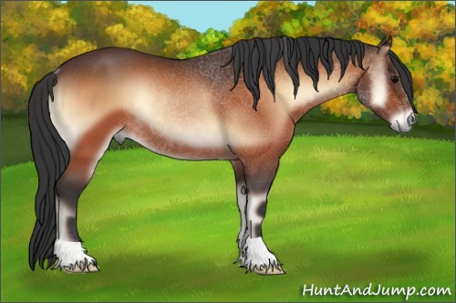 Horse Color:Bay Onyx Rabicano 