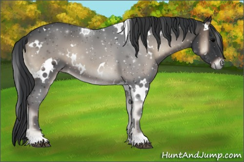 Horse Color:White Spotted Blue Onyx