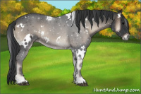 Horse Color:White Spotted Blue Onyx 