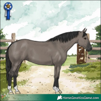Horse Color:Grullo 