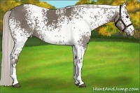 Horse Color:White Spotted Silver Smoky Black 