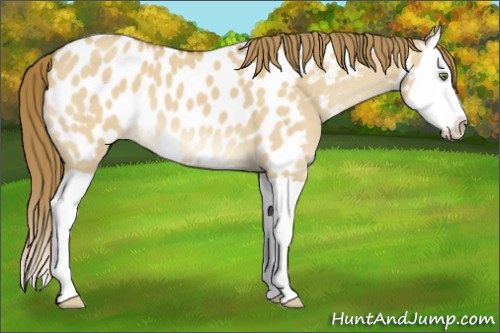 Horse Color:Buckskin Dun Splash Appaloosa 