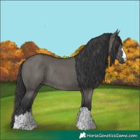 Horse Color:Grullo Rabicano 