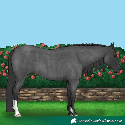 Horse Color:Blue Roan