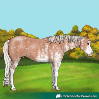 Horse Color:White Spotted Silver Bay 