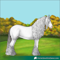 Horse Color:Brown Roan Dun Appaloosa 