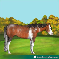 Horse Color:Brown Sabino Splash Rabicano 
