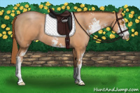 Horse Color:Bay Pearl Sabino 